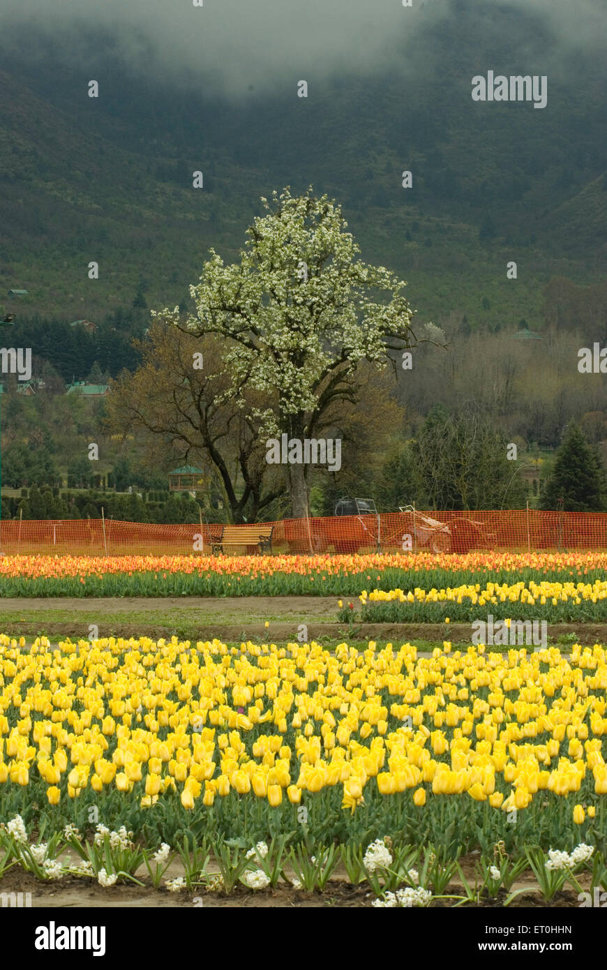 Tulip giardino ai piedi delle colline Srinagar Jammu e Kashmir India Asia Foto Stock