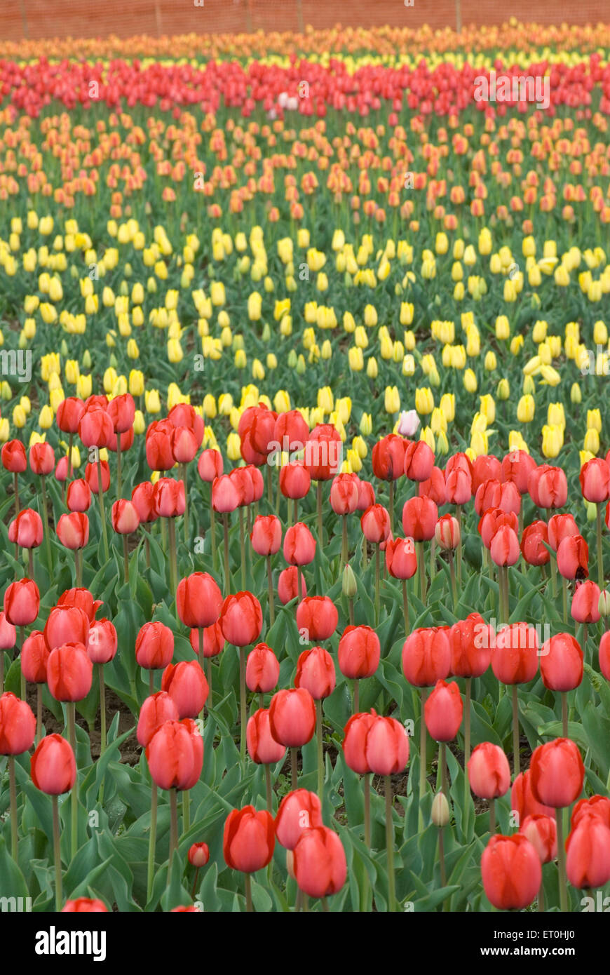 Indira Gandhi Memorial Tulip Garden, Model Floriculture Center, Tulip Garden, Srinagar, Jammu e Kashmir, India, Asia Foto Stock