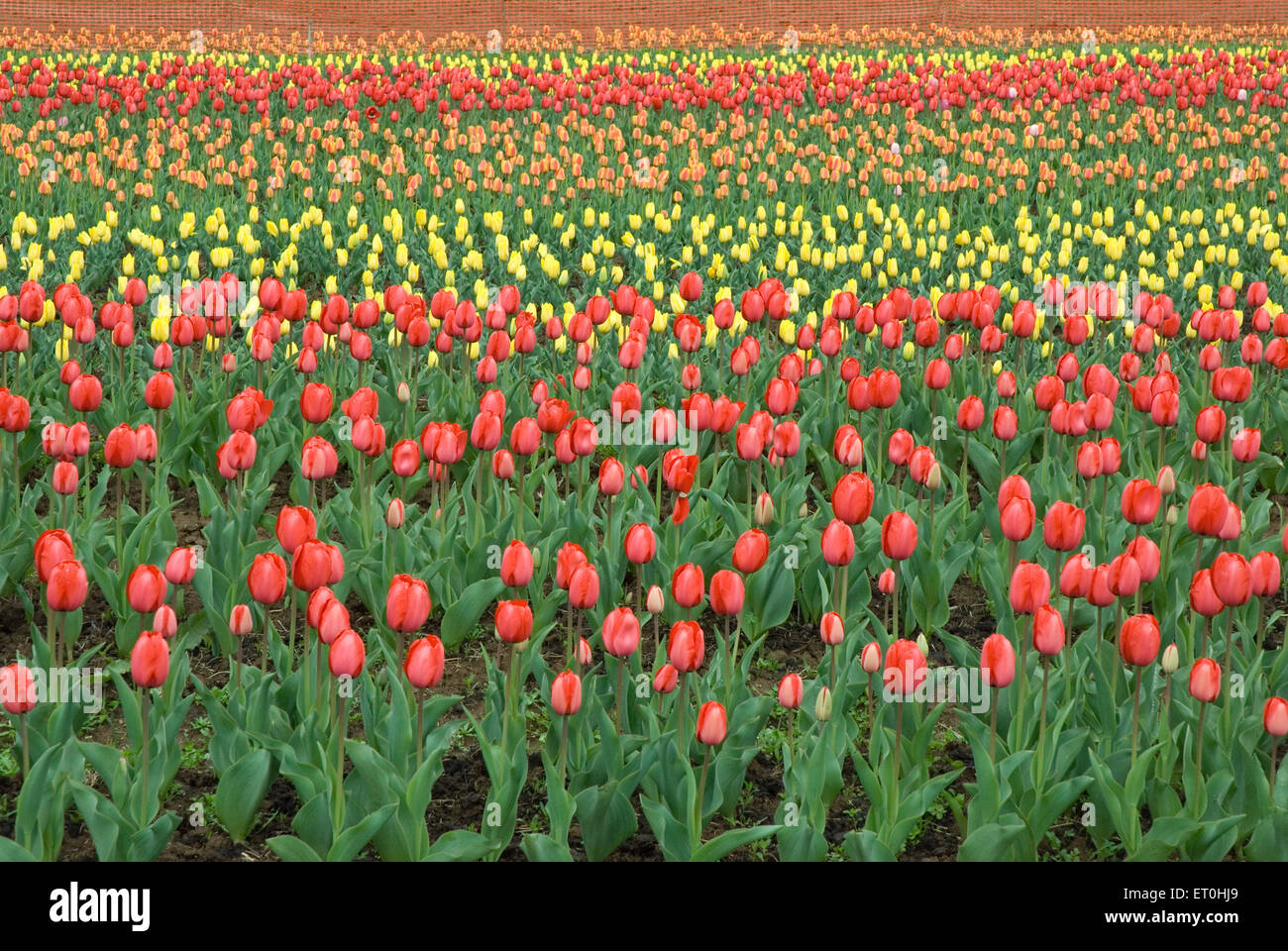 Indira Gandhi Memorial Tulip Garden, Model Floriculture Center, Tulip Garden, Srinagar, Jammu e Kashmir, India, Asia Foto Stock
