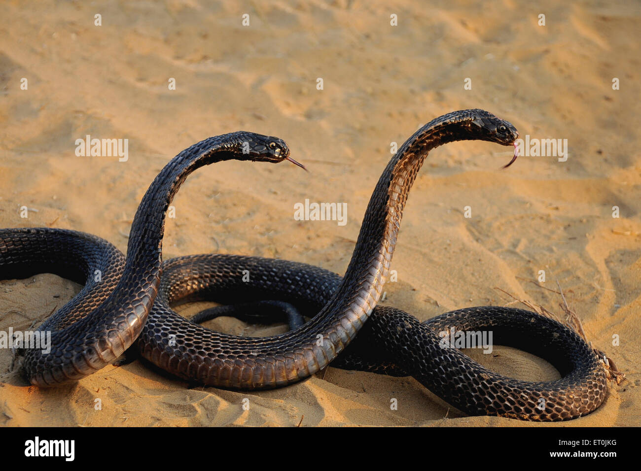 Rettili ; coppia di serpenti cobra in posizione aggressiva ; Pushkar fair ; Rajasthan ; India Foto Stock