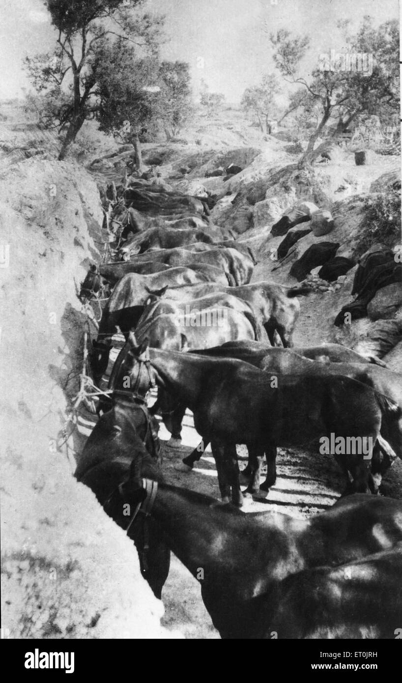 Gli uomini del 2° Royal Naval Brigade , Royal Naval Division , praticando un attacco da una trincea sull isola di Imbros. Giugno 1915 Foto Stock