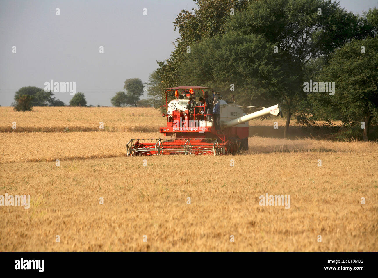 Macchina mietitrebbiatrice la mietitura del grano dorato nei campi di Bhopal ; Madhya Pradesh ; India Foto Stock