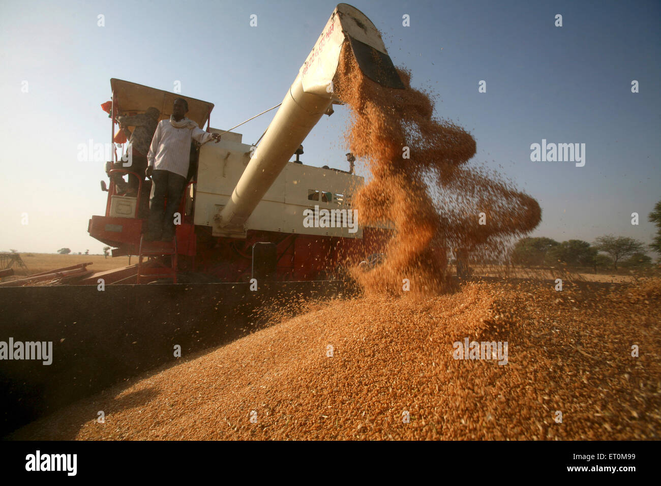 Mietitrebbiatrice azionata da coltivatore che raccoglie grano, Bhopal, Madhya Pradesh, India, Asia Foto Stock