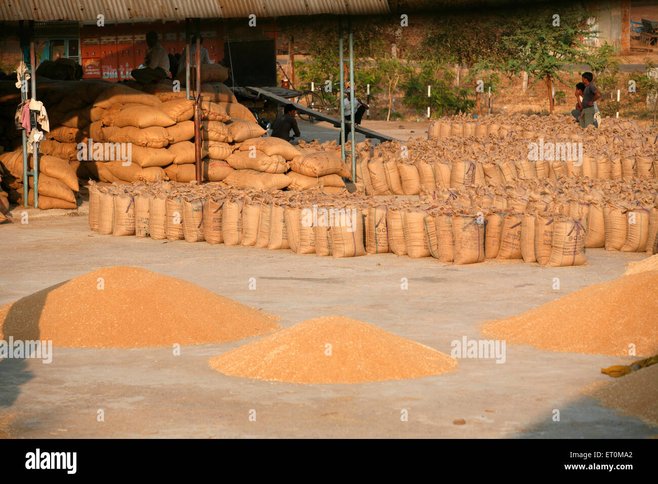 Pile di sacchi di iuta costituito da grani di cibo allineate e scorte di frumento tenero a Harsud Mandi ; grani di cibo nel mercato Bhopal Foto Stock