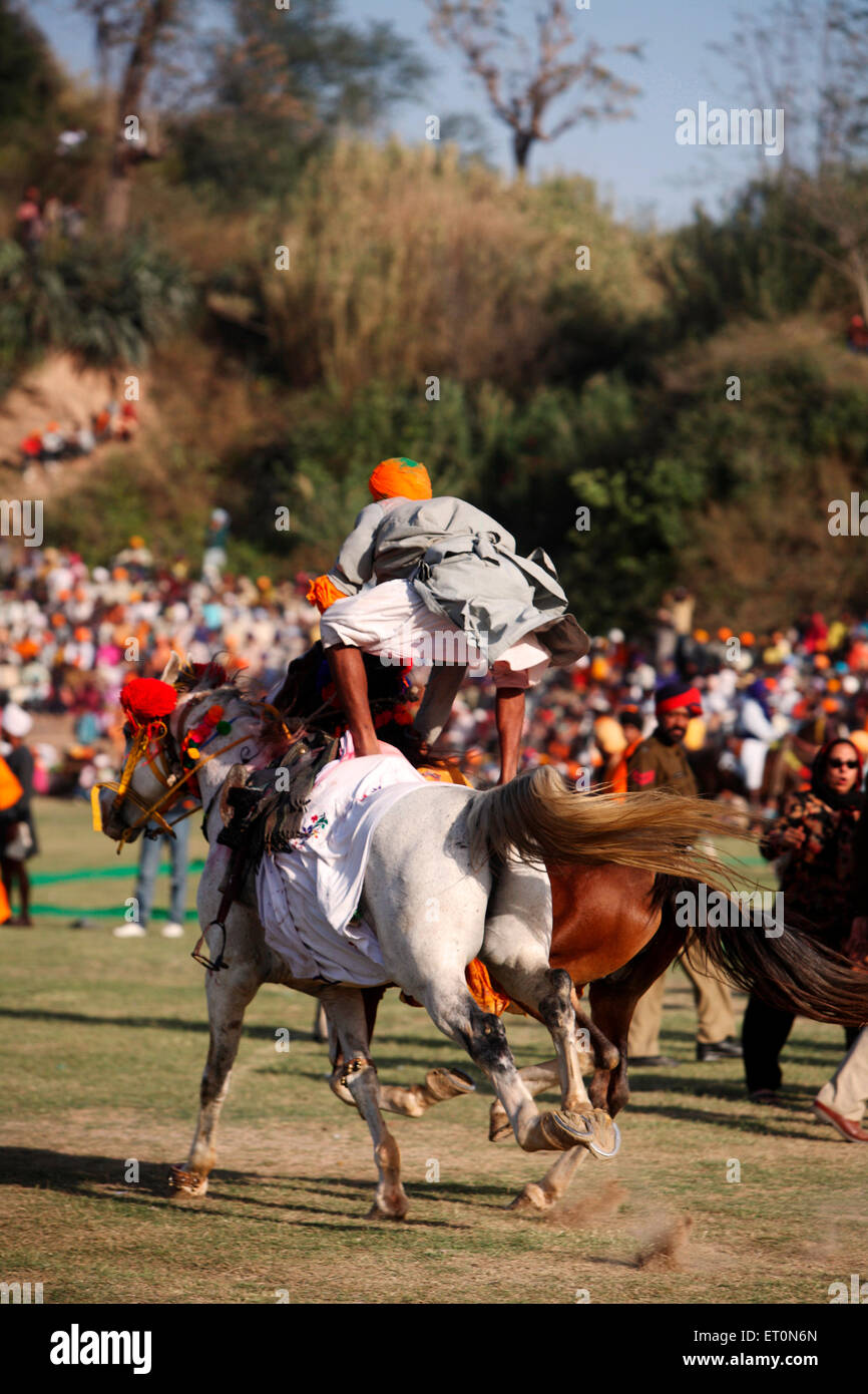 Nihang o guerriero Sikh a cavallo di due cavalli al tempo stesso durante la hola Mohalla celebrazione presso Anandpur sahib in Rupnagar Foto Stock