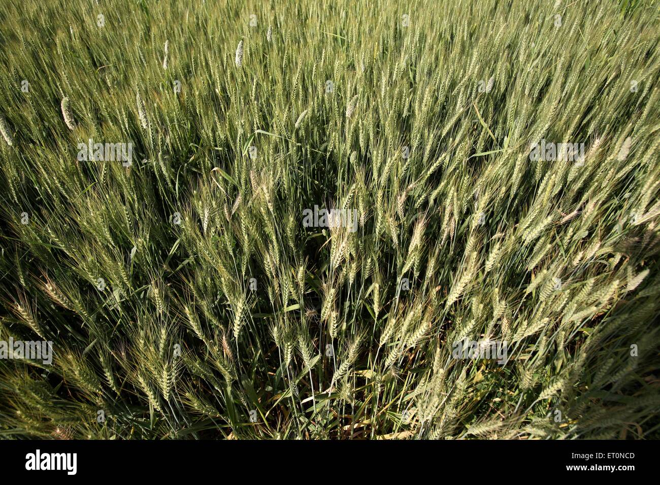 Il frumento in campi in Punjab ; India Foto Stock