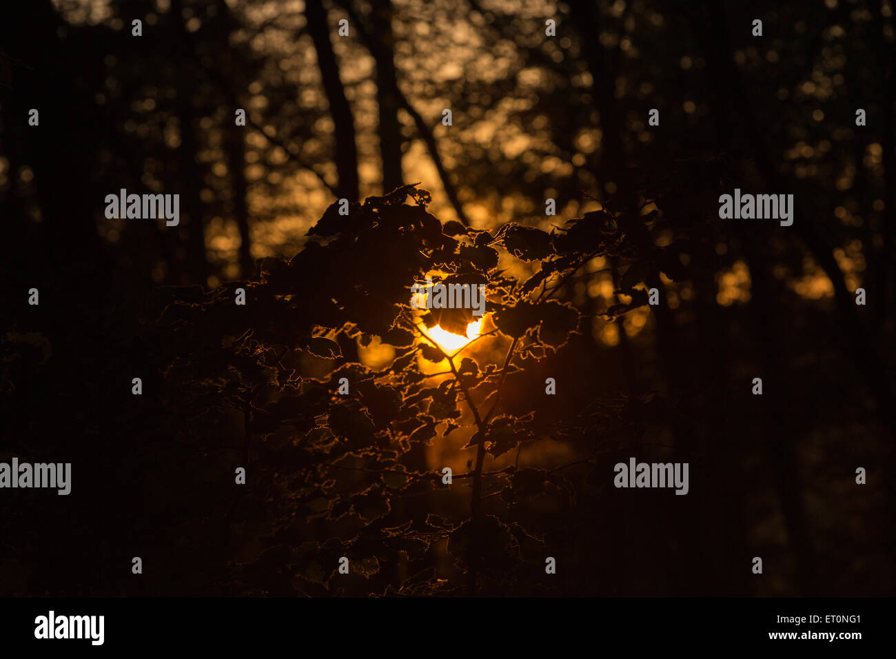 La bassa tramonto dietro le foglie in un bosco in Galles centrale Foto Stock