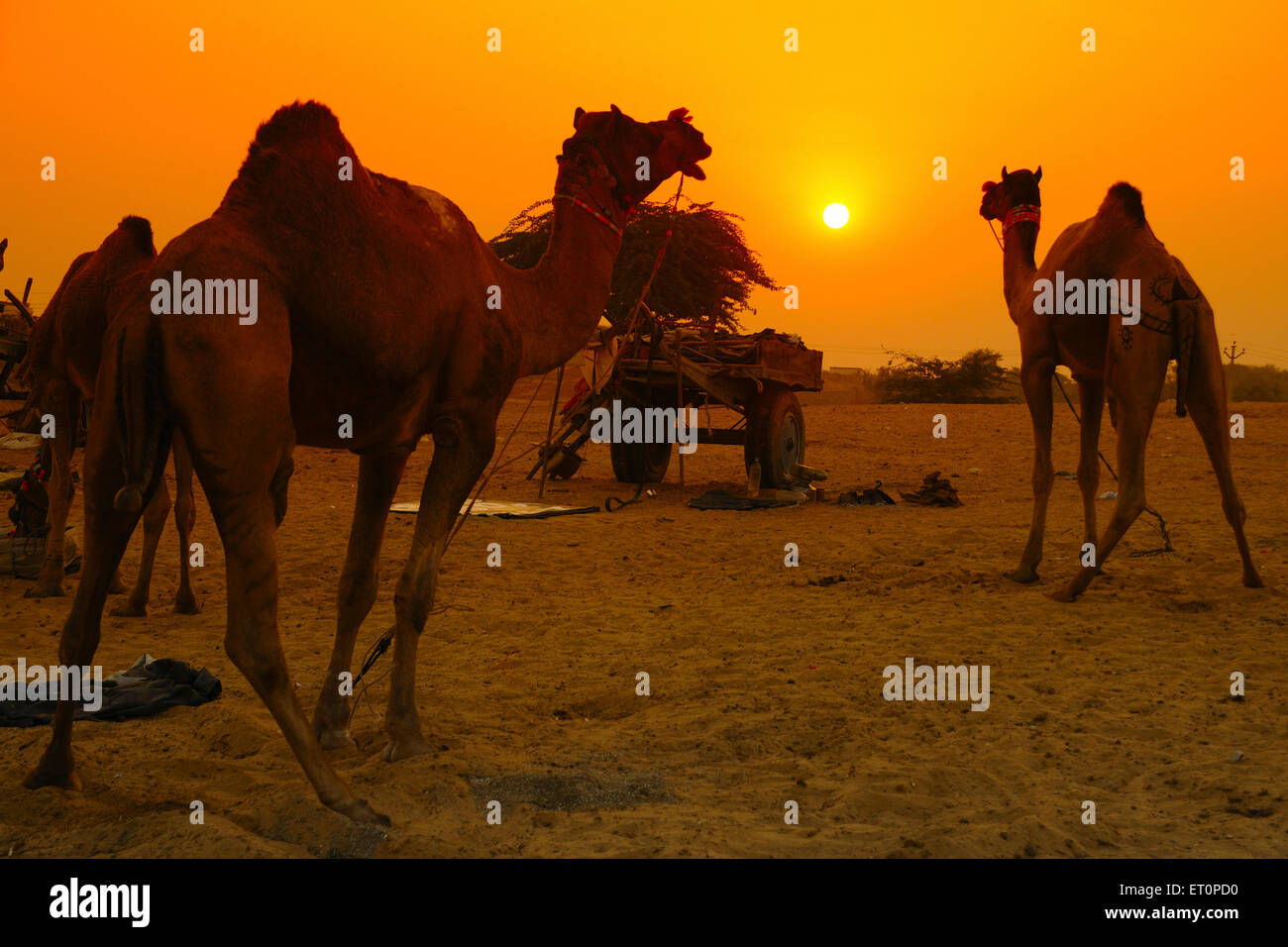 Cammelli al tramonto in Pushkar fair ; Rajasthan ; India Foto Stock