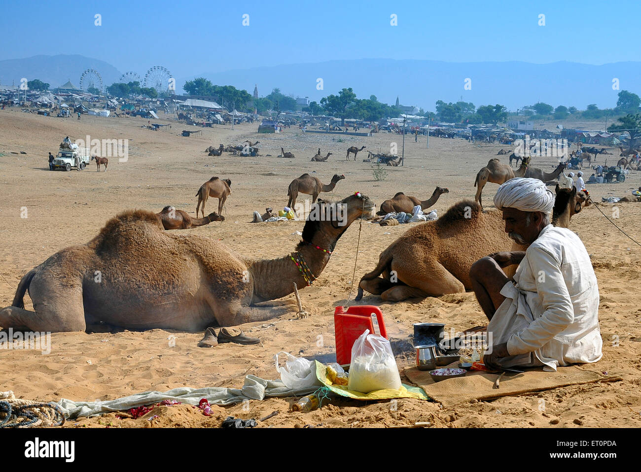 Cammelli seduti, Pushkar Fair, Camel Fair, Kartik Mela, Pushkar Mela, Pushkar, Ajmer, Rajasthan, India, fiere indiane Foto Stock