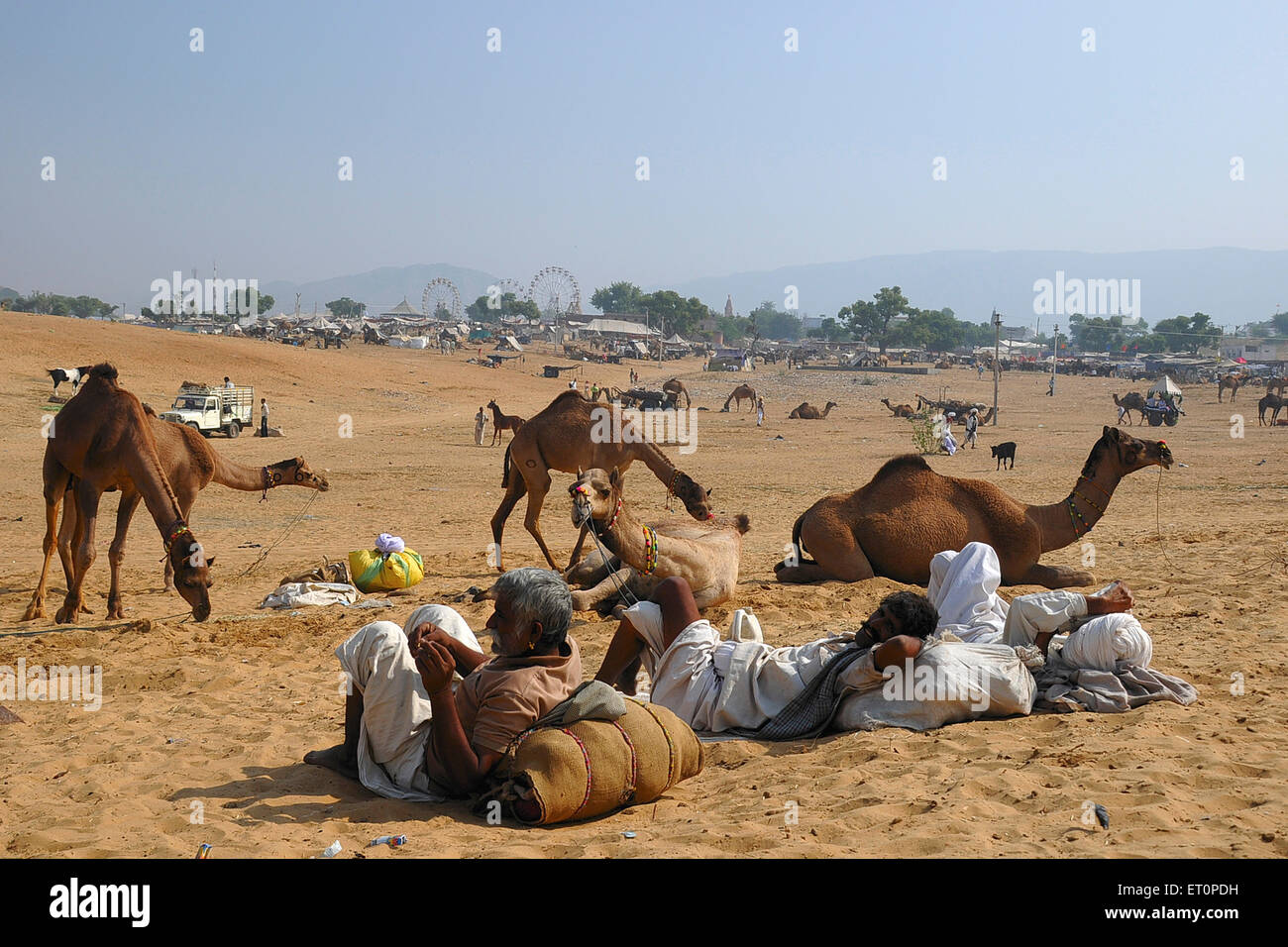 I cammelli e gli abitanti di un villaggio in Pushkar fair ; Pushkar ; Rajasthan ; India Foto Stock