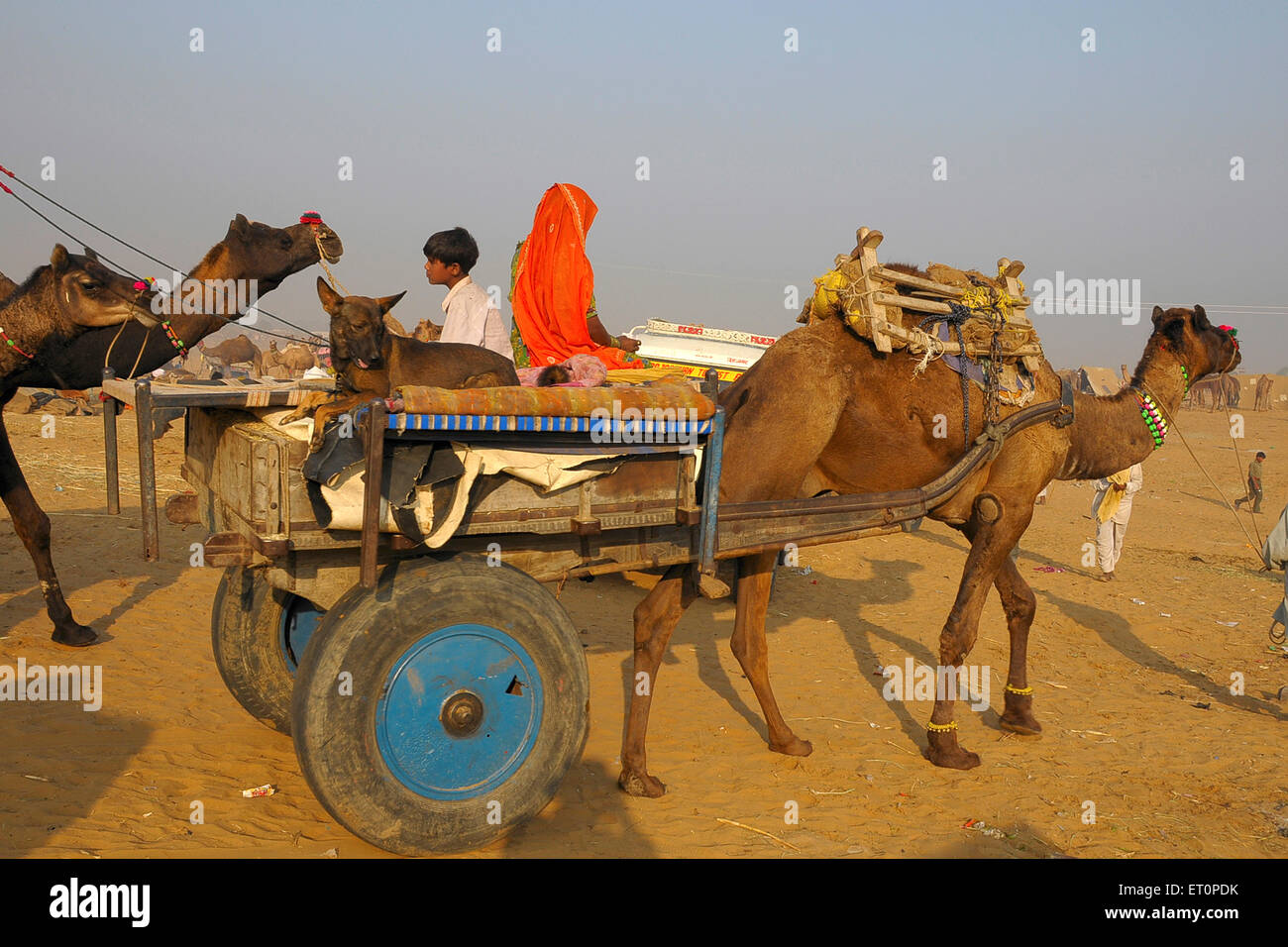 Famiglia di Rajasthani andando sul cammello carrello con i loro bagagli in Pushkar fair ; Rajasthan ; India Foto Stock