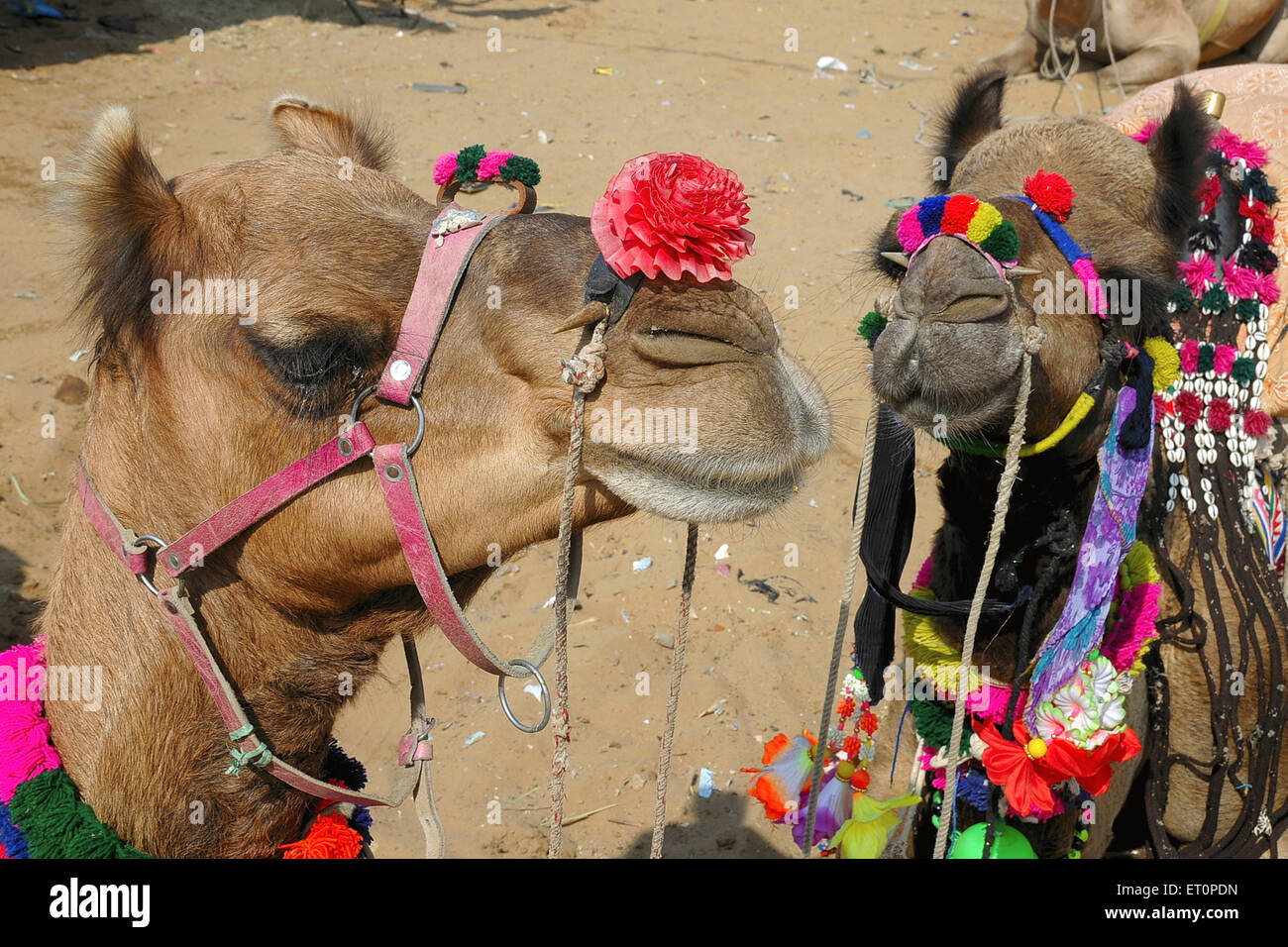 Cammelli decorati, Pushkar Fair, Camel Fair, Kartik Mela, Pushkar Mela, Pushkar, Ajmer, Rajasthan, India, fiere indiane Foto Stock