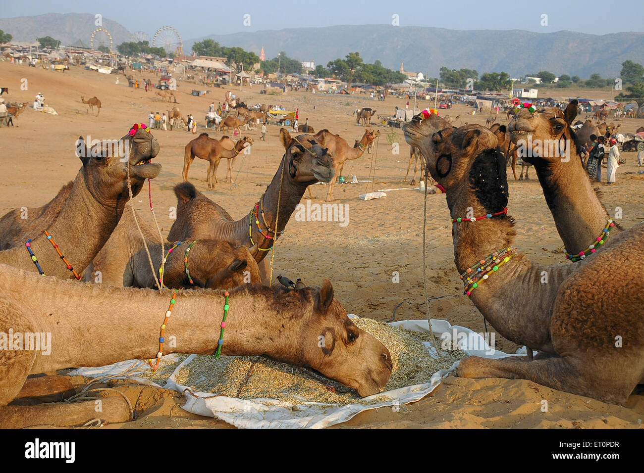 Cammelli mangiare erba, Pushkar Fiera, Camel Fiera, Kartik Mela, Pushkar Mela, Pushkar, Ajmer, Rajasthan, India, fiere indiane Foto Stock