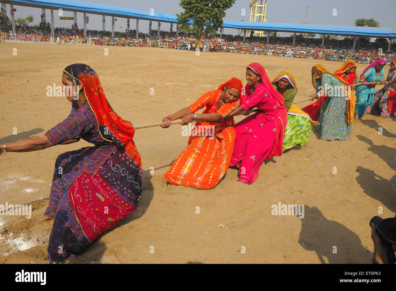 Rajasthani ladies giocando rimorchiatore di gioco di guerra in Pushkar fair ; Rajasthan ; India Foto Stock