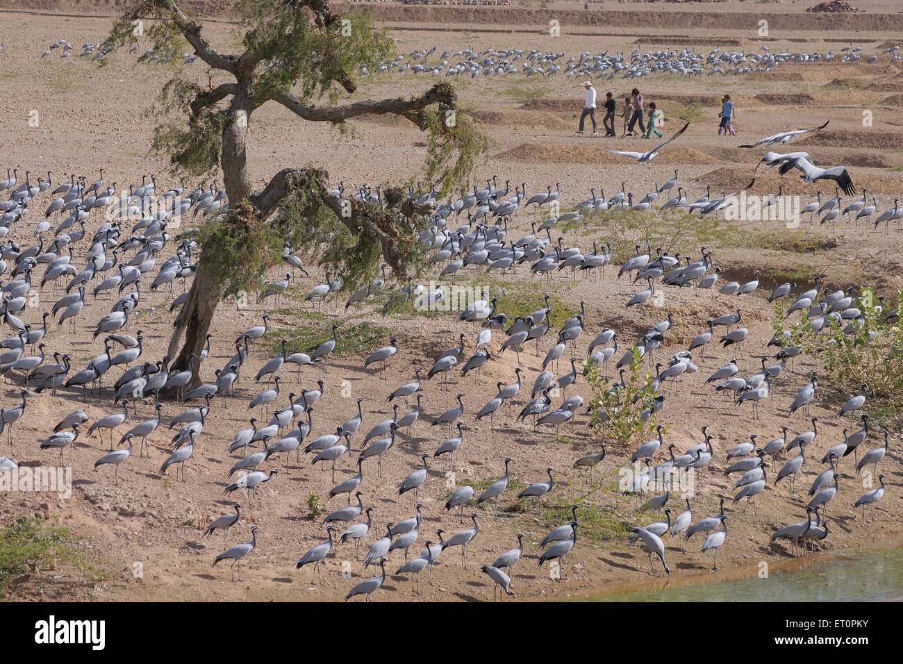 Demoiselle Crane Bird, Grus virgo, Koonj, Kurjaa, Khichan, Kheechan, Phalodi, deserto del Thar, Jodhpur, Rajasthan, India Foto Stock