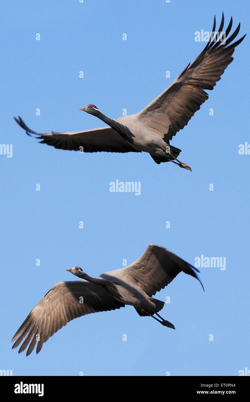 Demoiselle Crane Bird, Grus virgo, Koonj, Kurjaa, Khichan, Kheechan, Phalodi, deserto del Thar, Jodhpur, Rajasthan, India Foto Stock