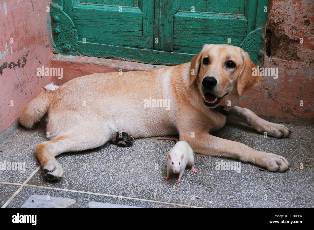 Cane e topi di ratto bianco che giocano insieme ; Jodhpur ; Rajasthan ; India Foto Stock