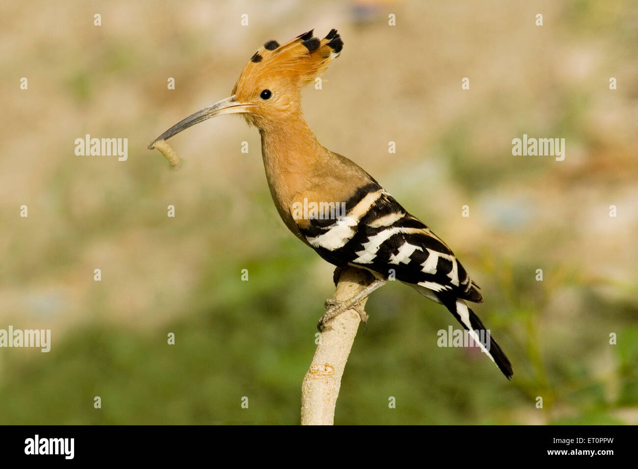 Upupa (Upupa epops) azienda pregare al suo nido ; Jodhpur ; Rajasthan ; India Foto Stock