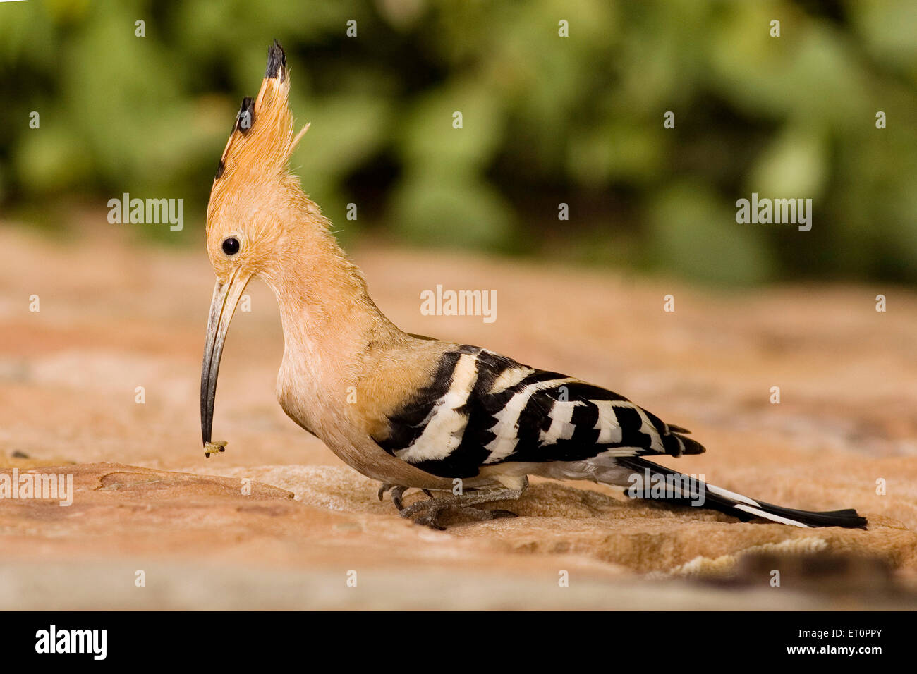 Upupa (Upupa epops) azienda pregare al suo nido ; Jodhpur ; Rajasthan ; India Foto Stock