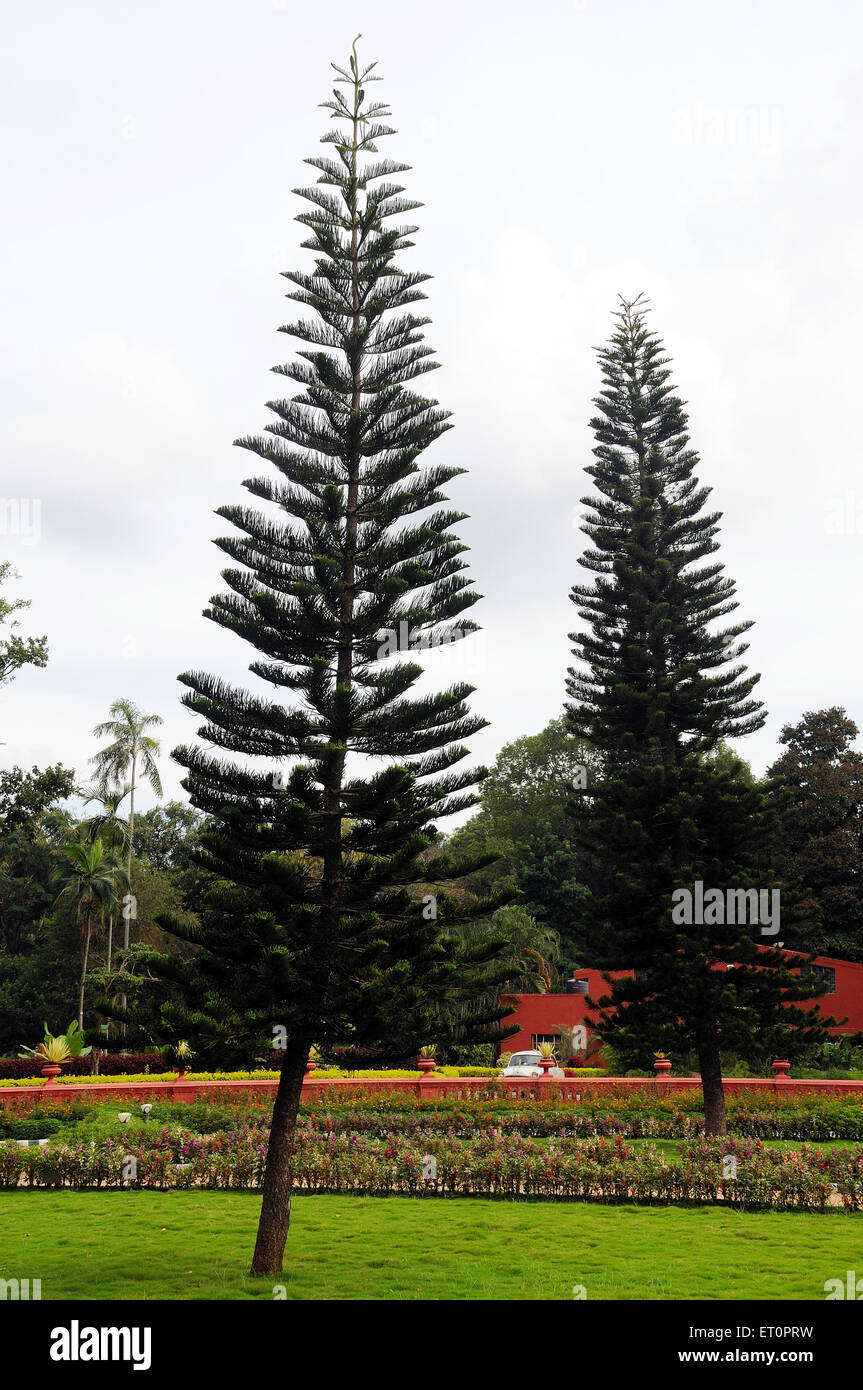 Albero di Natale ; Giardino Botanico di Lalbagh ; Giardino Botanico di Lalbagh ; Bangalore ; Bengaluru ; Karnataka ; India Foto Stock