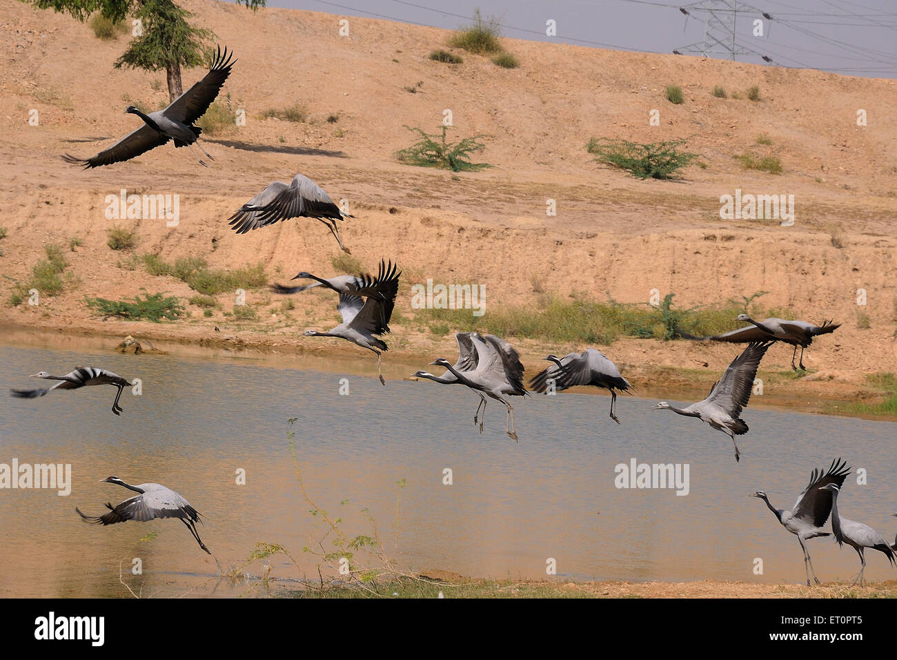 Demoiselle gru uccelli battenti vicino stagno ; Jodhpur ; Rajasthan ; India Foto Stock