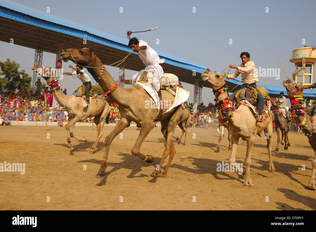 Corse di cammelli a Pushkar fair ; Rajasthan ; India n. MR Foto Stock