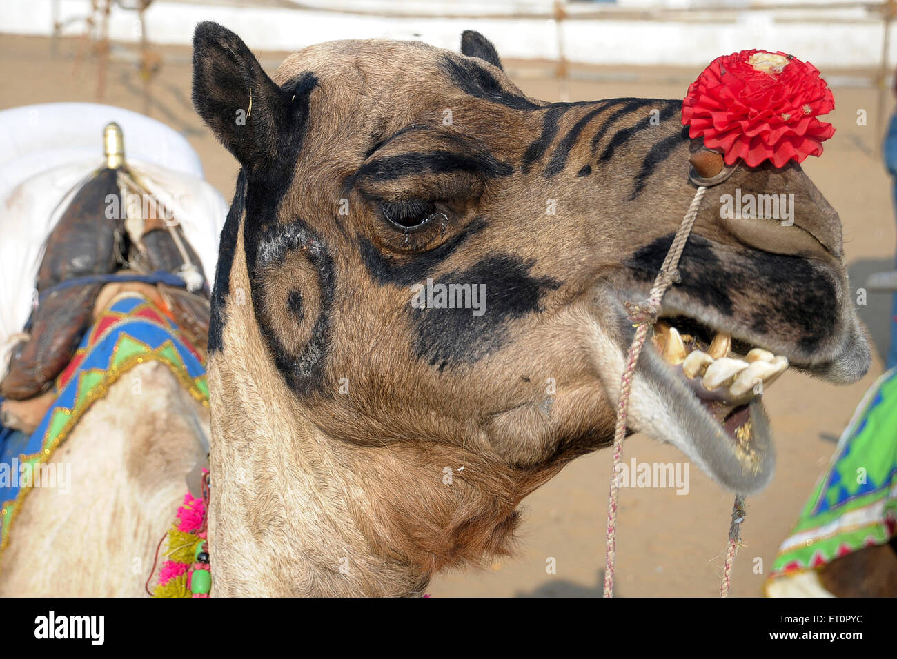 Fiore sul cammello naso ; Pushkar fair ; Rajasthan ; India Foto Stock