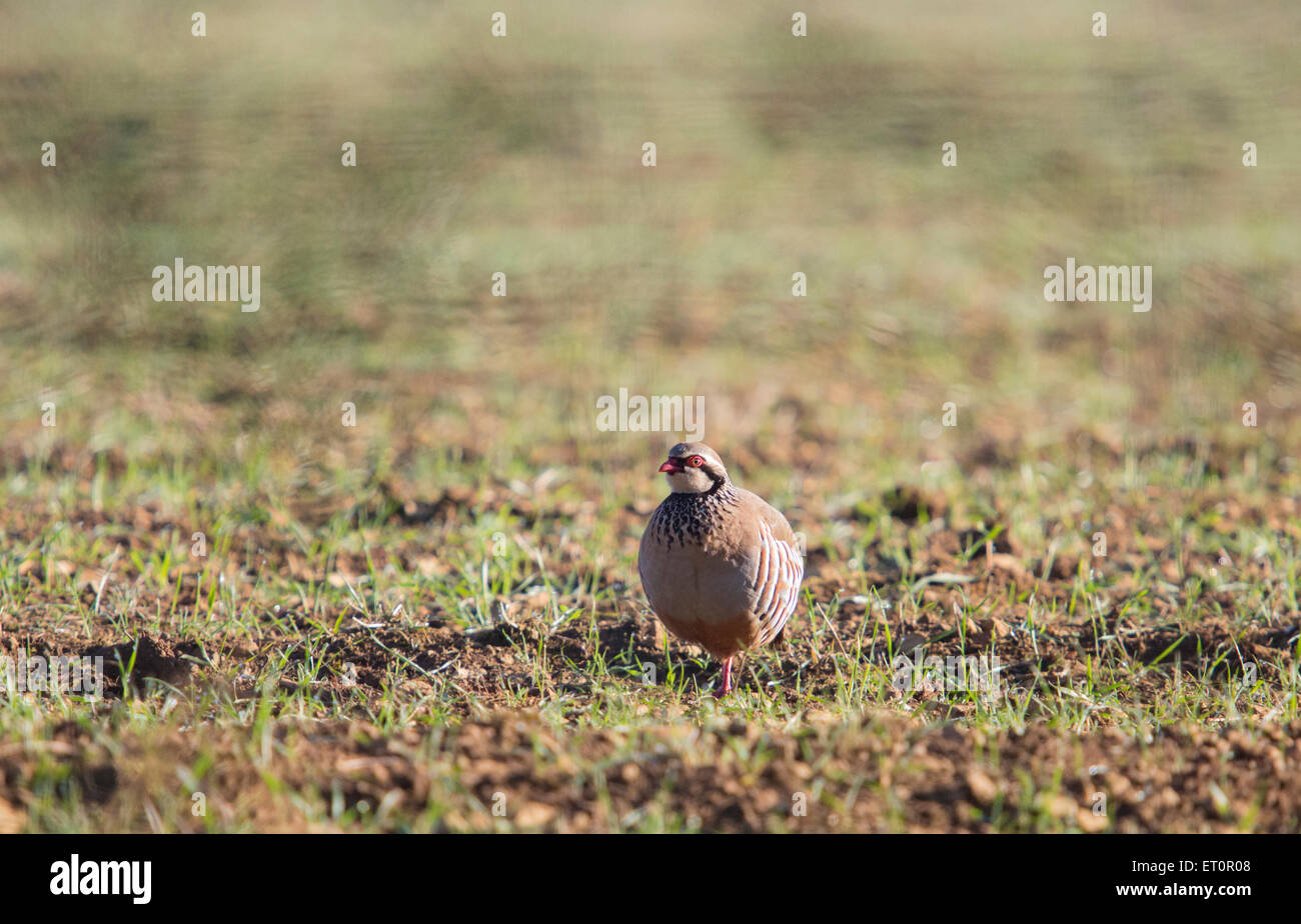 Pernice a zampe rosse, Cotswolds, Inghilterra Foto Stock