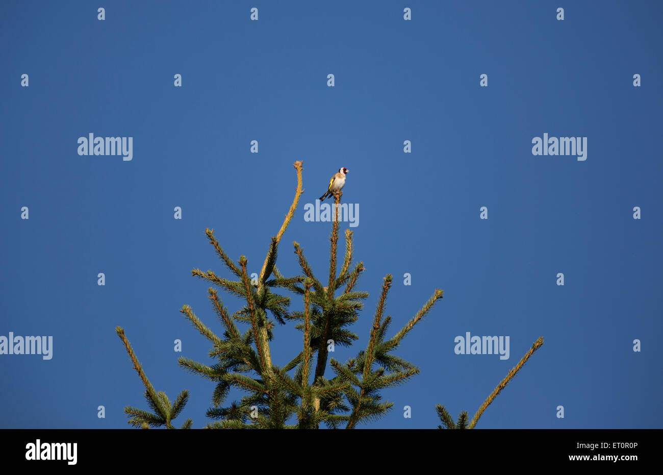 Cardellino, Carduelis carduelis, fotografato in Cotswolds, Inghilterra Foto Stock