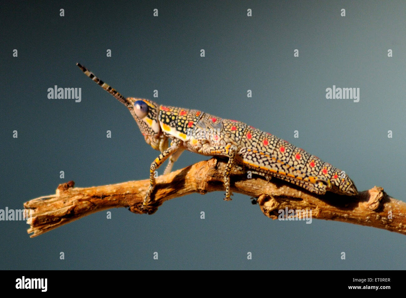 Gli insetti ; grasshopper seduta sul ramo Foto Stock