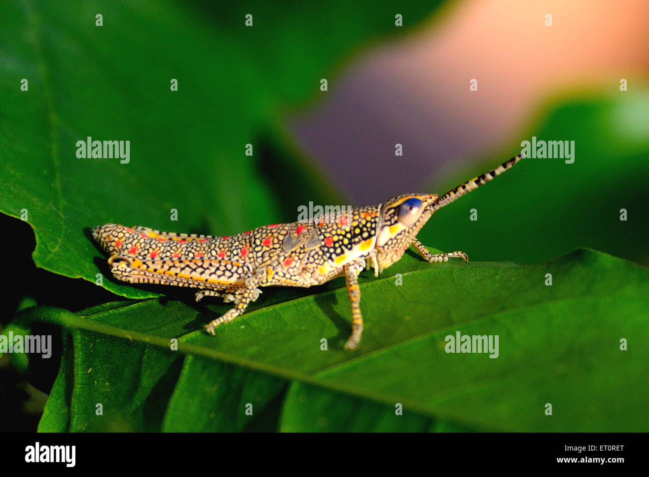 Grasshopper seduta sulla foglia verde Foto Stock