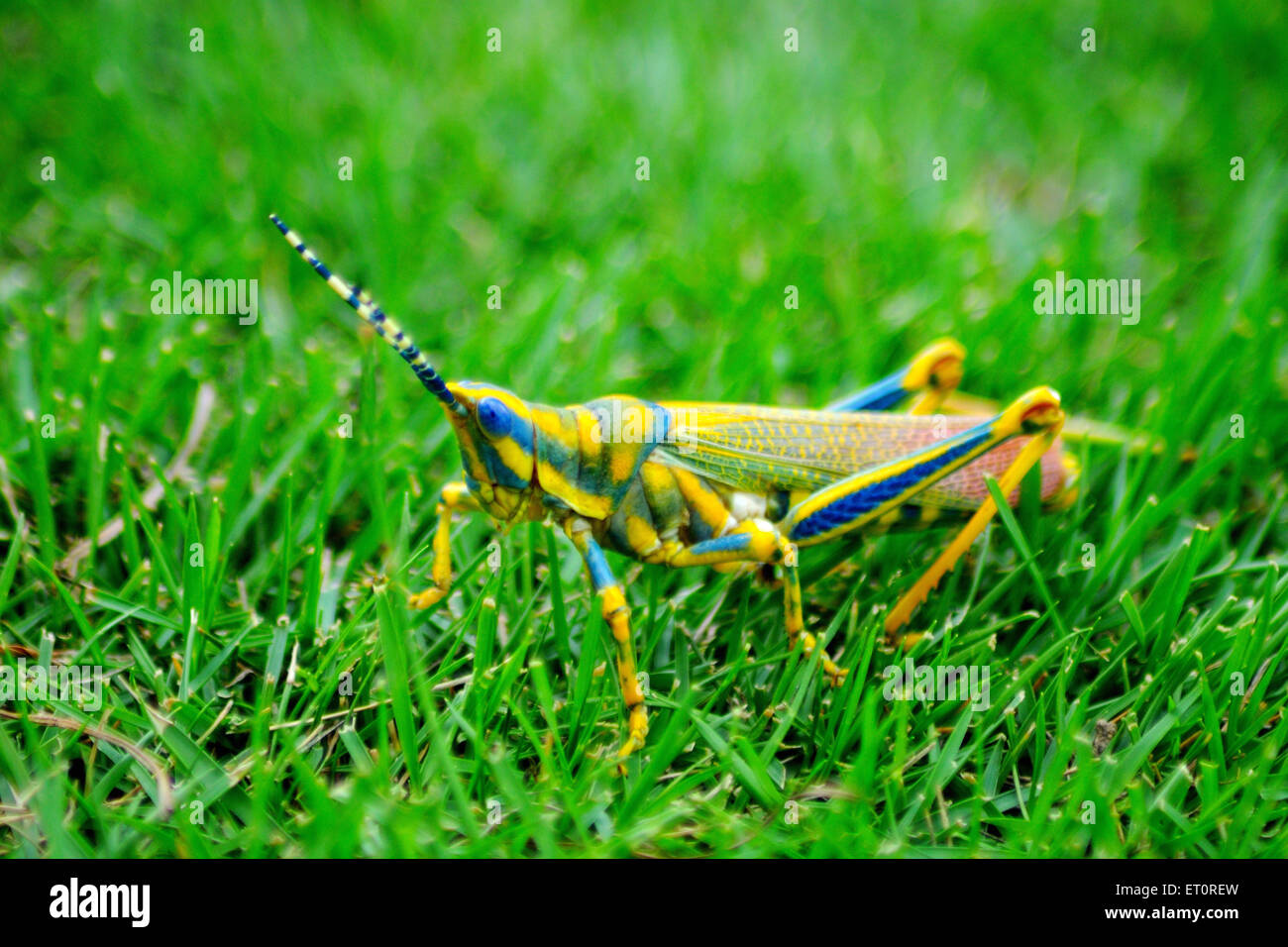 Gli insetti ; grasshopper seduto sull'erba Foto Stock