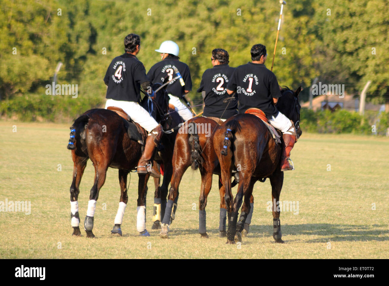 Cavallo polo ; Jodhpur ; Rajasthan ; India Foto Stock