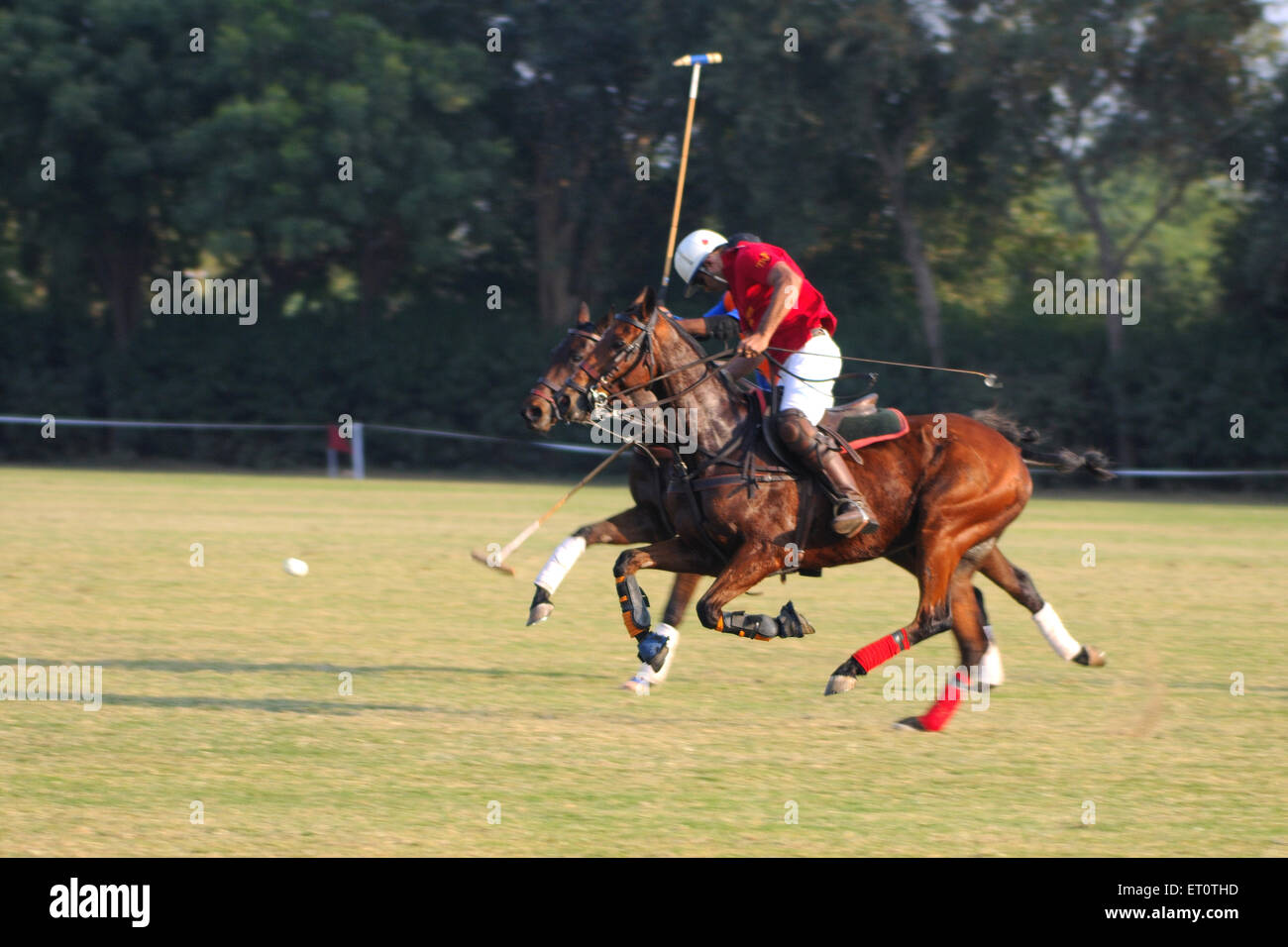 Cavallo polo ; Jodhpur ; Rajasthan ; India Foto Stock