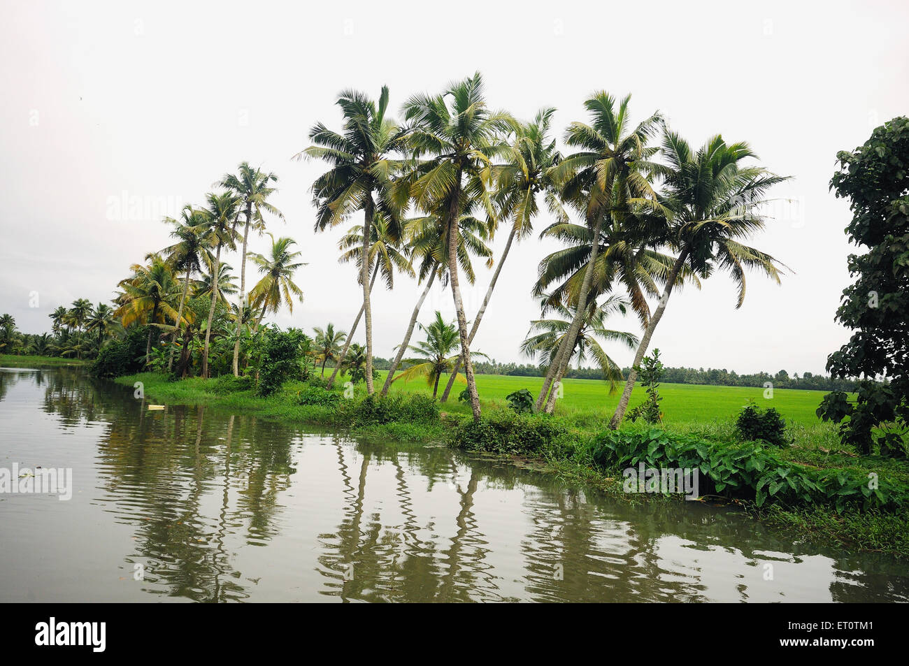 Campo nei pressi di ritorno acqua ; Ernakulum ; Kerala ; India Foto Stock