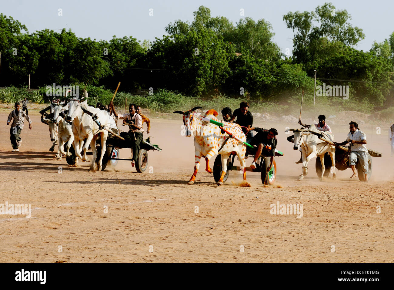 Ox carrello Gara di marwar festival ; Jodhpur ; Rajasthan ; India Foto Stock
