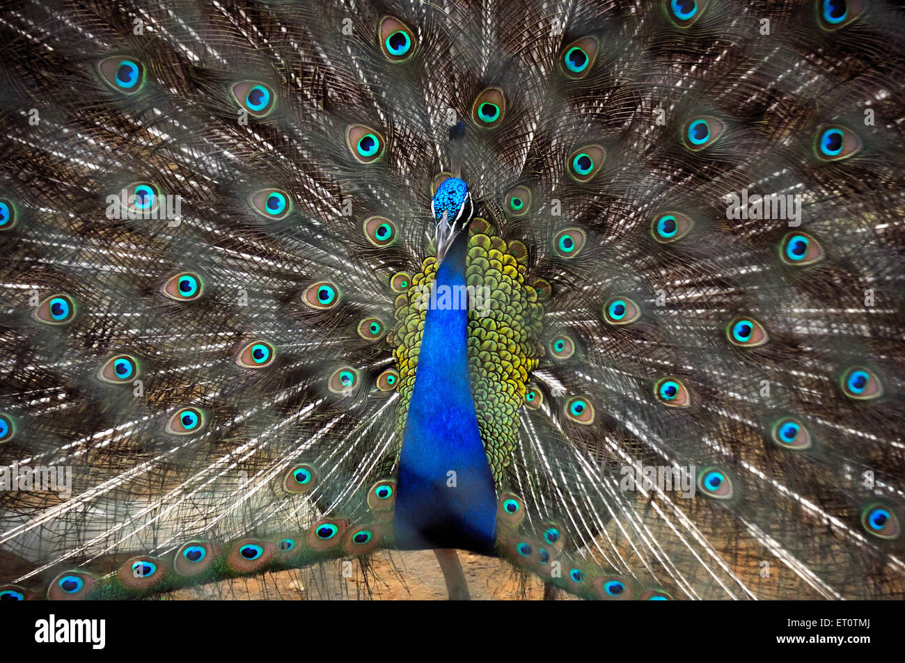 Dancing peacock ; India Foto Stock