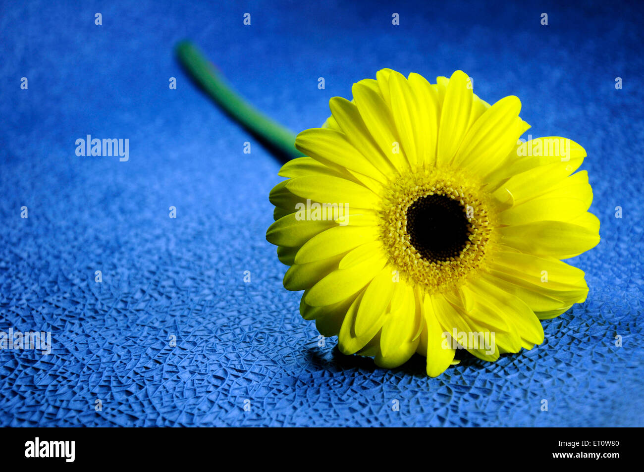 Giallo fiore a margherita su sfondo blu India Asia Foto Stock