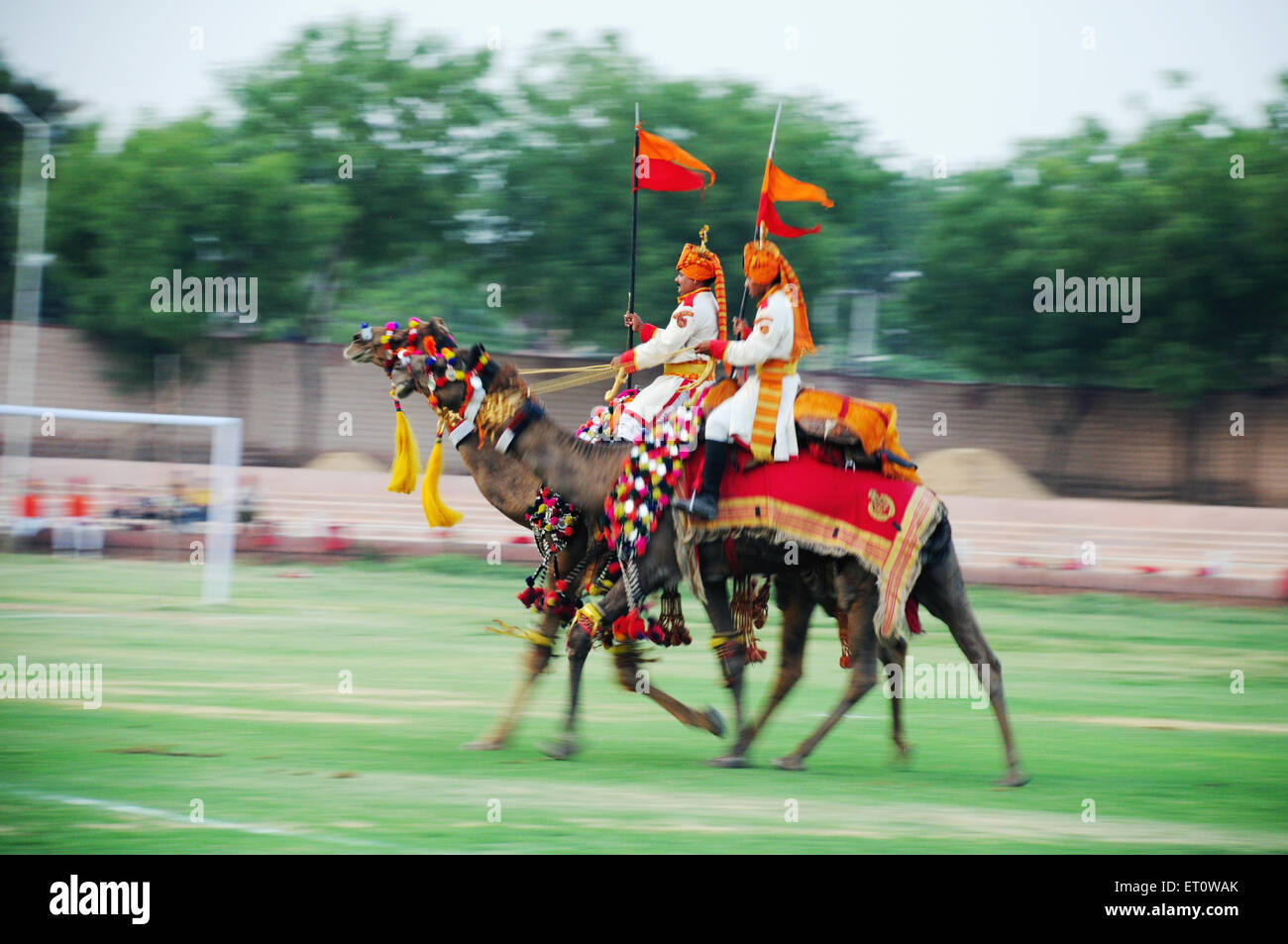 Sfilata di cammelli ; Jodhpur ; Rajasthan ; India Foto Stock