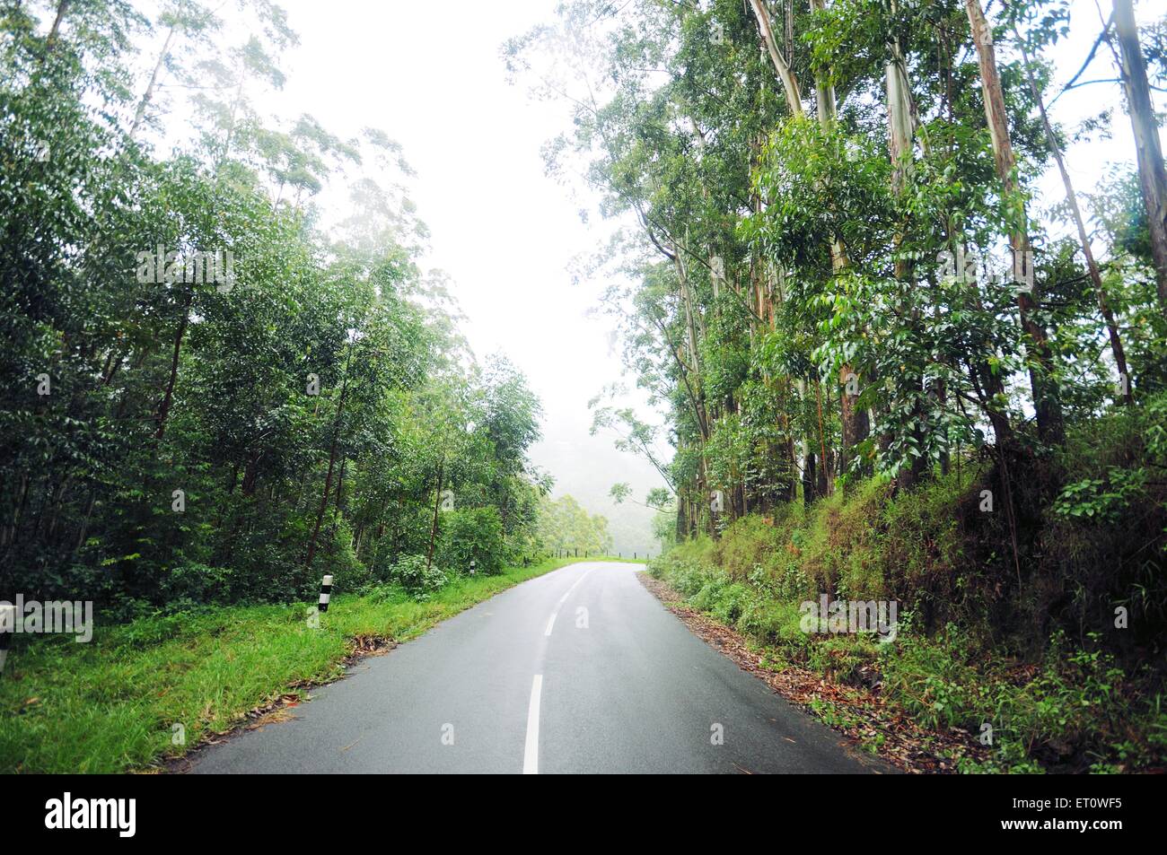 Strada a; Munnar; Kerala ; India Foto Stock