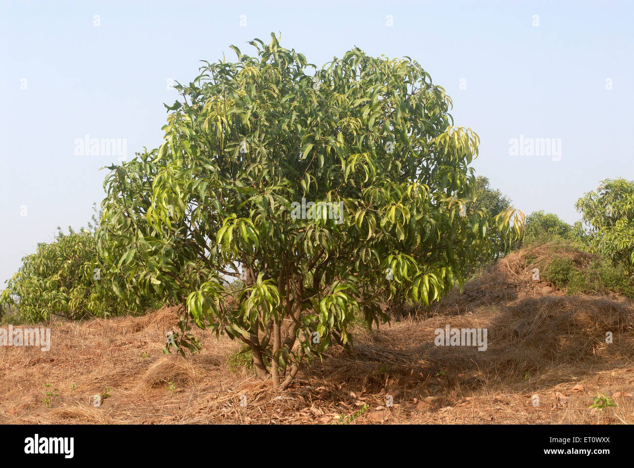 Albero di mango, Mangifera indica, Raigad, Maharashtra, India Foto Stock
