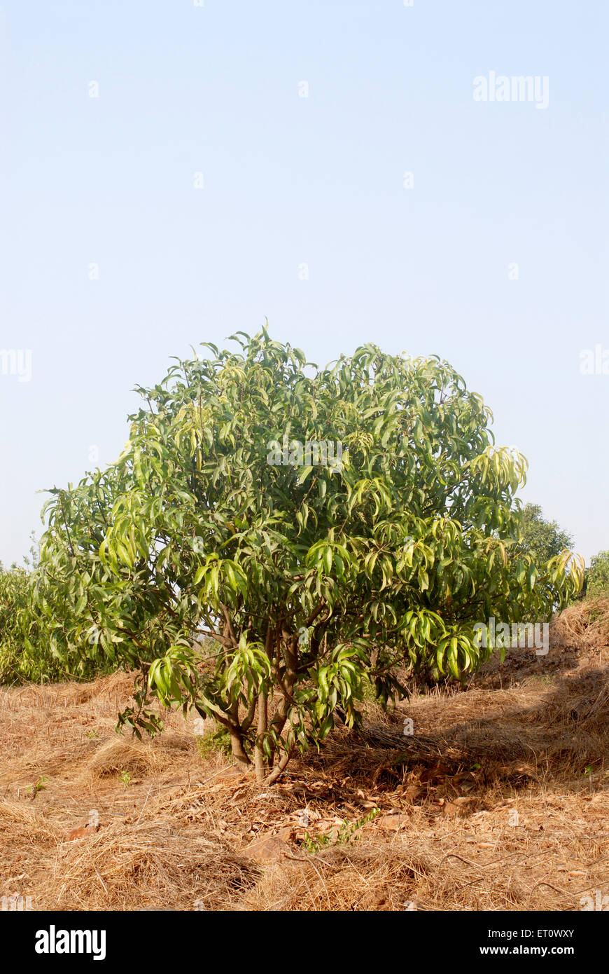 Albero di mango, Mangifera indica, Raigad, Maharashtra, India Foto Stock