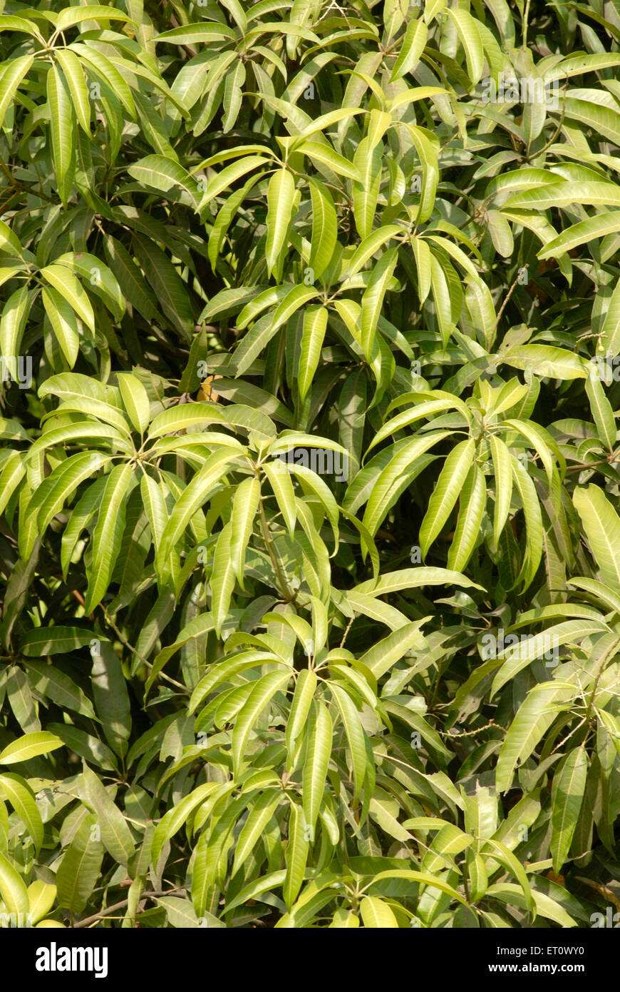 Foglie di mango, Mangifera indica, Raigad, Maharashtra, India Foto Stock