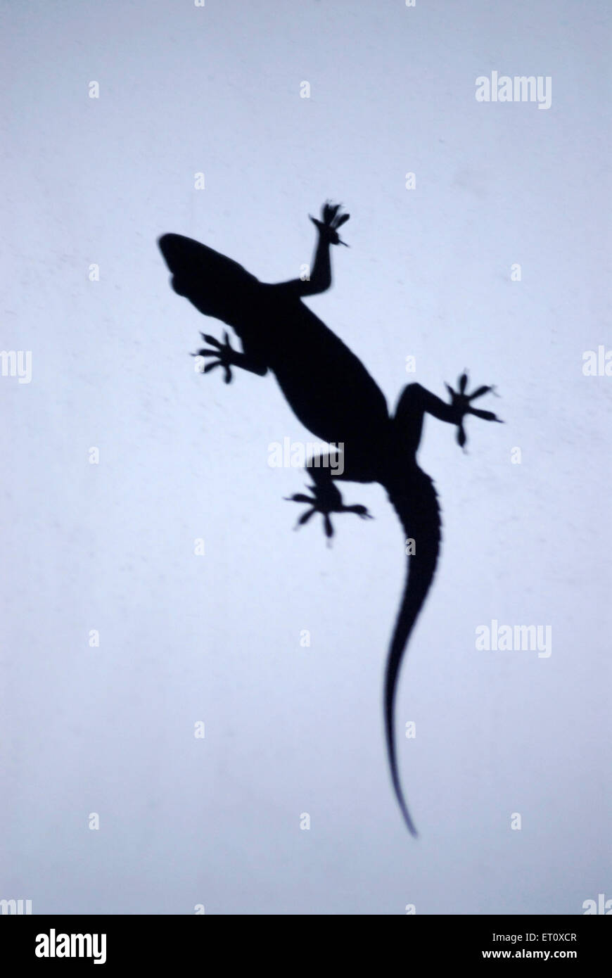 Rettili ; casa silhouette lizard seduti sul vetro per mangiare gli insetti Foto Stock