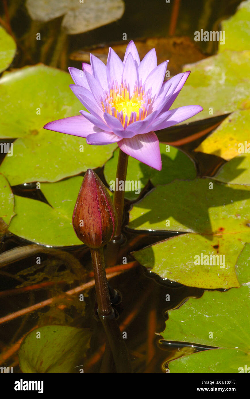 loto, nelumbo nucifera, loto indiano, loto sacro, fagiolo dell'india, fagiolo egiziano Foto Stock