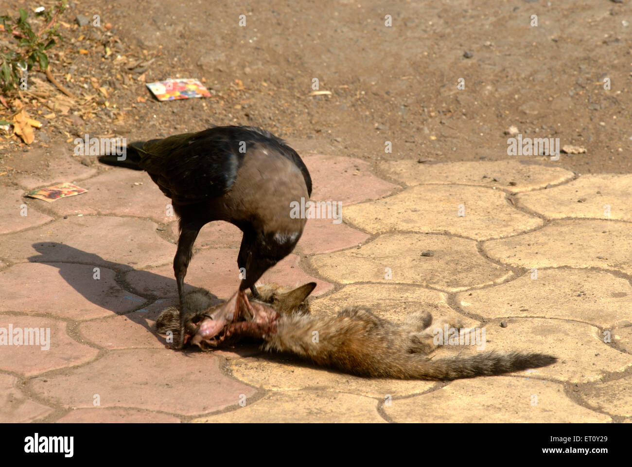 Corvo che mangia gatto, uccello che mangia animale Foto Stock