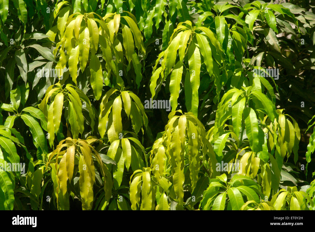 Lussureggiante verde delle foglie di albero di mango di buon auspicio nella religione indù ; Thane ; Maharashtra ; India Foto Stock