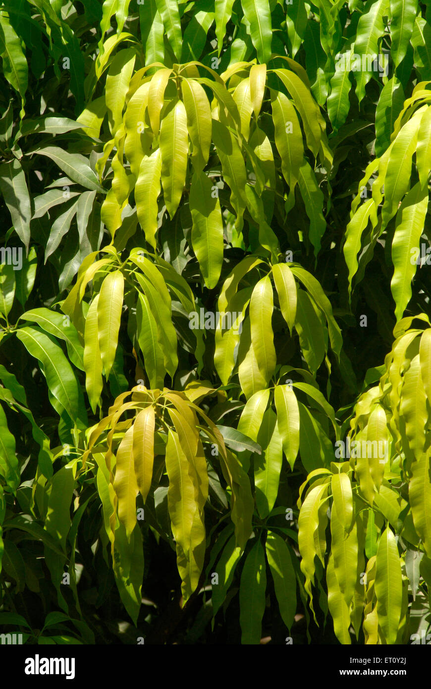 Lussureggiante verde delle foglie di albero di mango di buon auspicio nella religione indù ; Thane ; Maharashtra ; India Foto Stock
