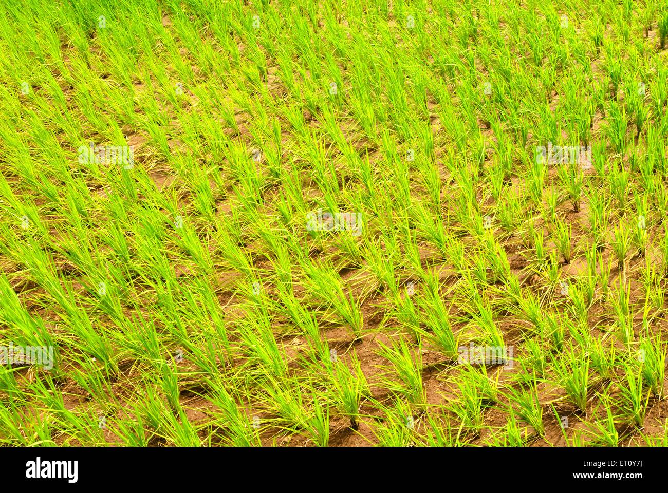 Lussureggianti risaie coltivazione di riso raccolto in corrispondenza Malshej Ghat ; Maharashtra ; India Foto Stock