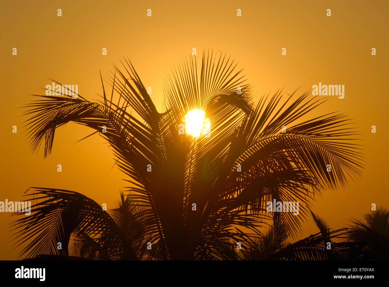 Sunrise dietro le fronde di palme di cocco ; Bassein Vasai ; District Thane ; Maharashtra ; India Foto Stock